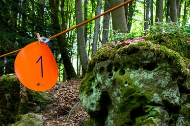 Entdeckungen im Zahlenwald